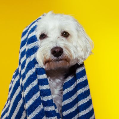 Pet Care / Pet Place